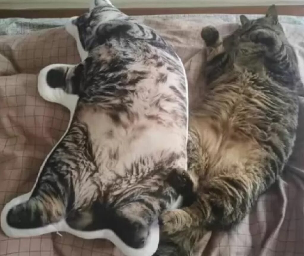 gatto europeo cuscino identico