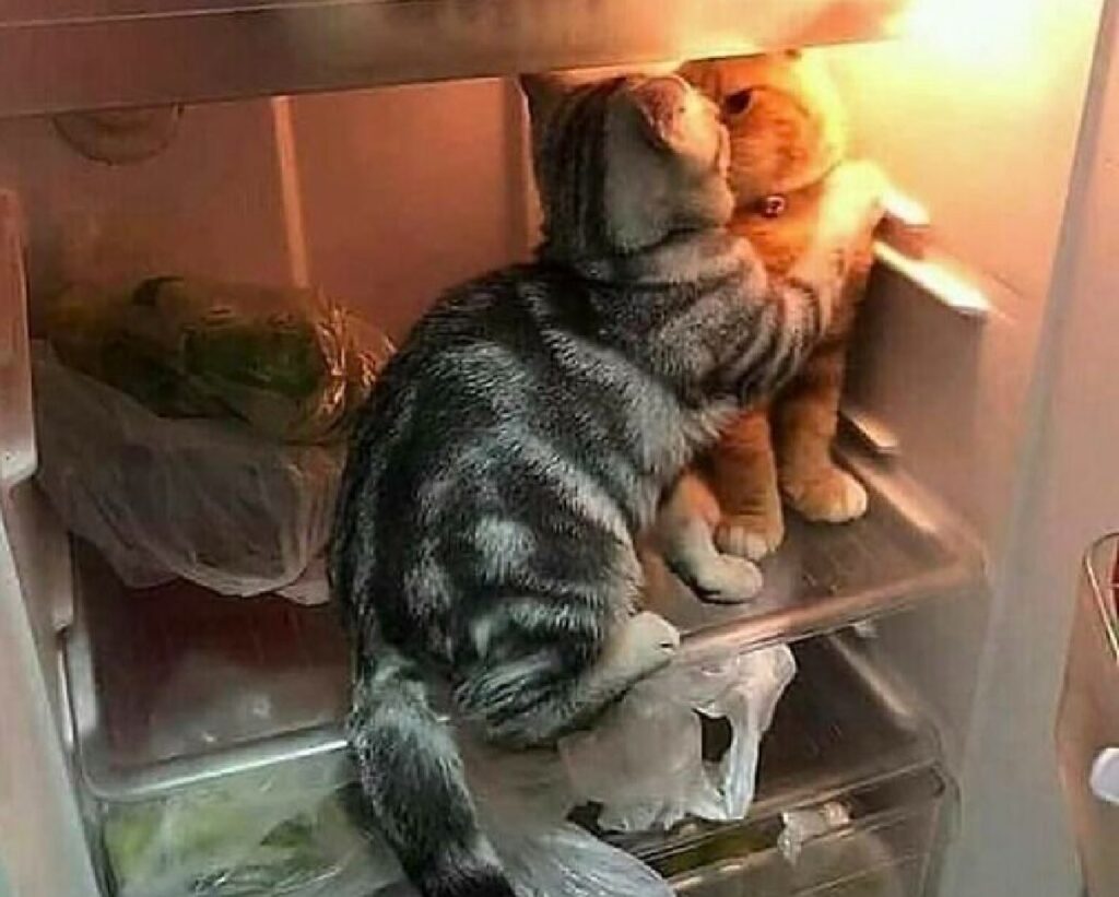 gatti momento romantico frigo