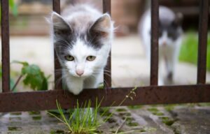 8 foto in cui dei gatti diventano protagonisti di alcune vicende a dir poco sorprendenti