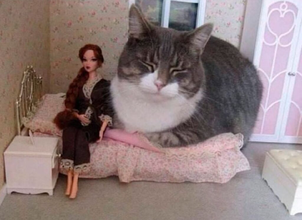 gatto enorme casa bambole