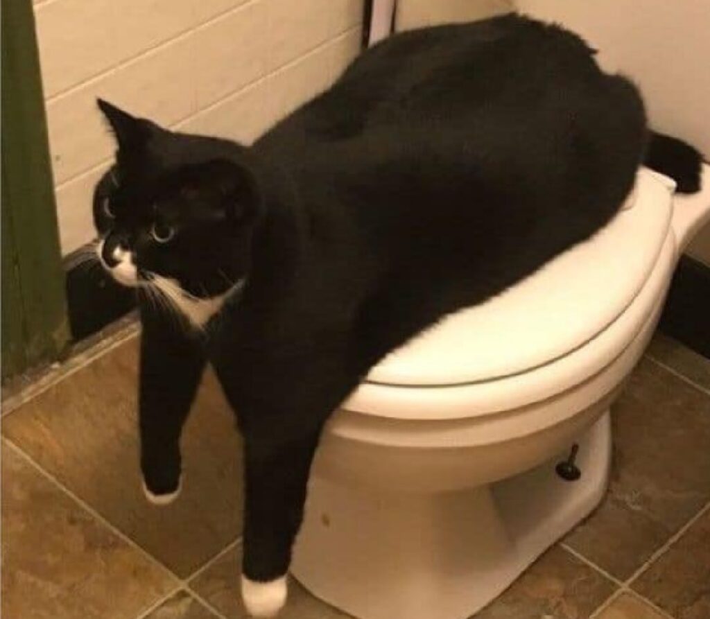 gatto dorme sul wc