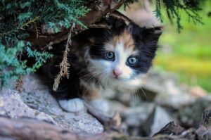 8 foto in cui i gatti sono assoluti protagonisti grazie alla loro unicità