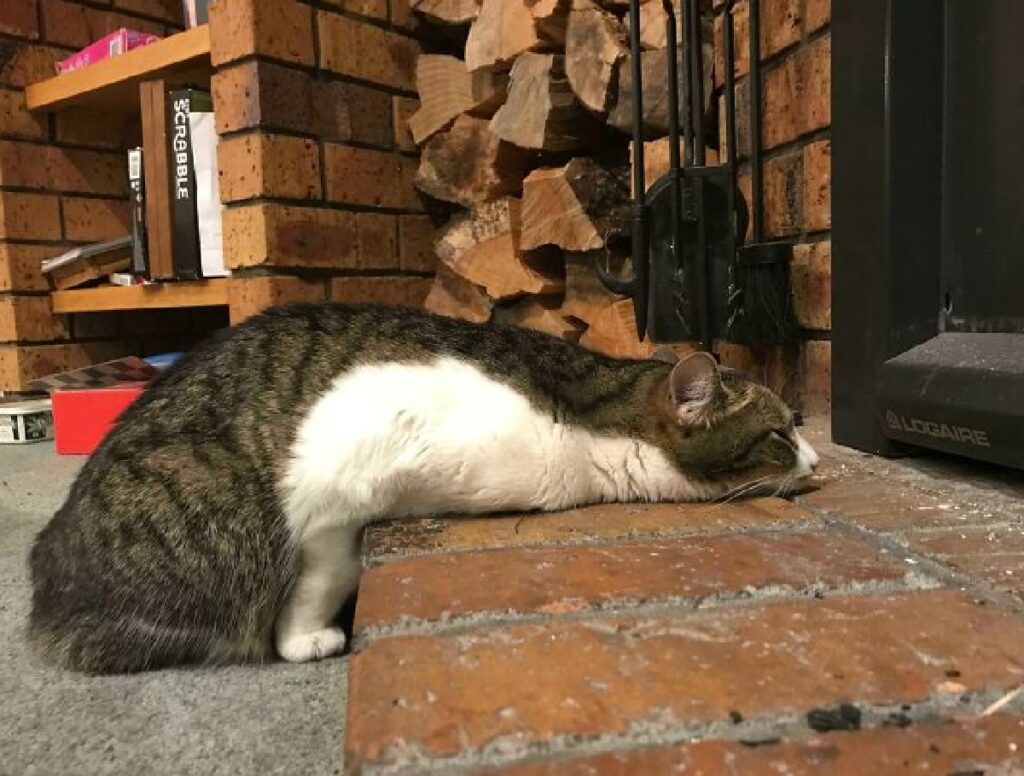 gattino adora osservare fuoco