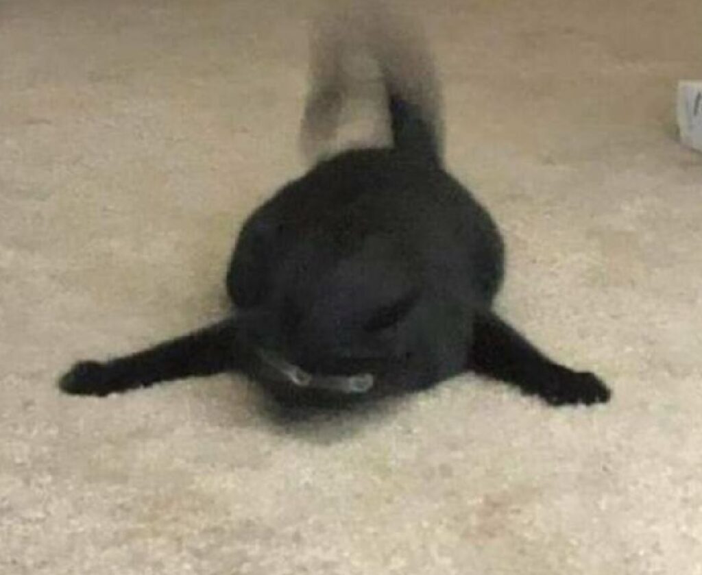 gatto nero super veloce