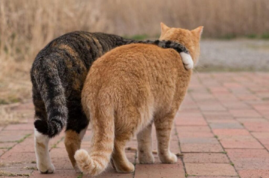 gatto soriano vicino gatto rosso