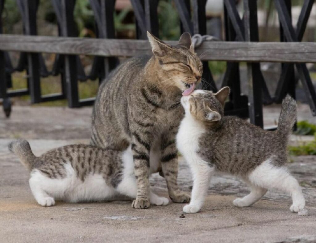 gatti amore di famiglia