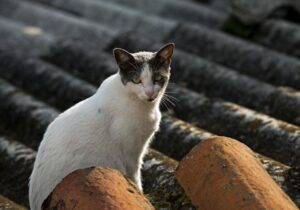 8 foto scattate da un fotografo per sensibilizzare sul randagismo felino in Giappone