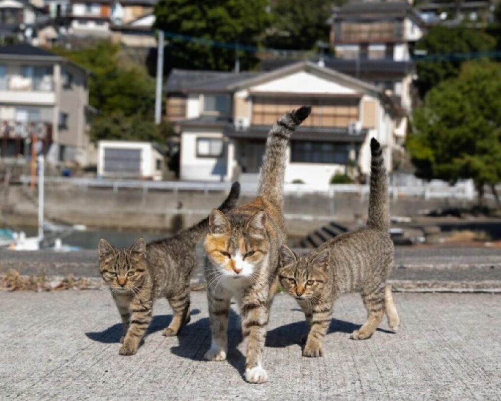 due gatti insieme alla madre