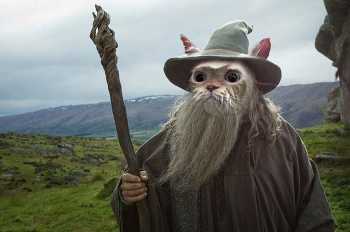 gatto gandalf