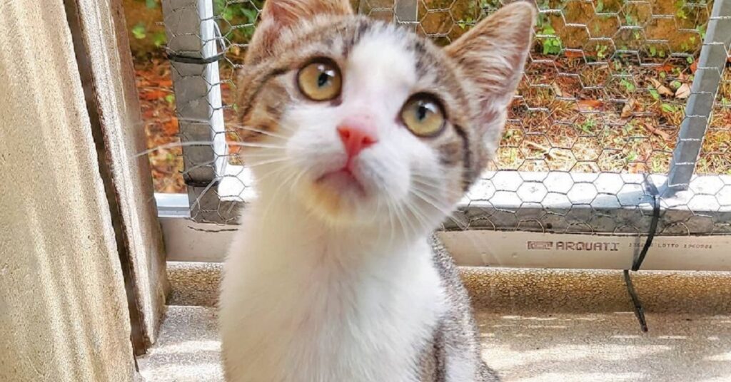 gattina dal pelo bianco e tigrato