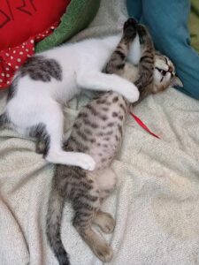 Axel e Anito, i due teneri gattini alla ricerca di un’adozione felice