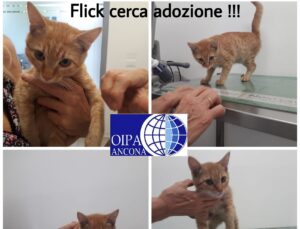 Flick, piccolo “rosso” in cerca di amore