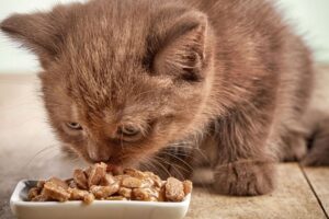 Cosa succede se il gattino mangia cibo per gatti adulti per sbaglio?