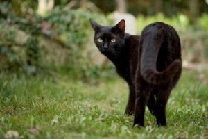 Gatto coraggioso affronta un orso (VIDEO)