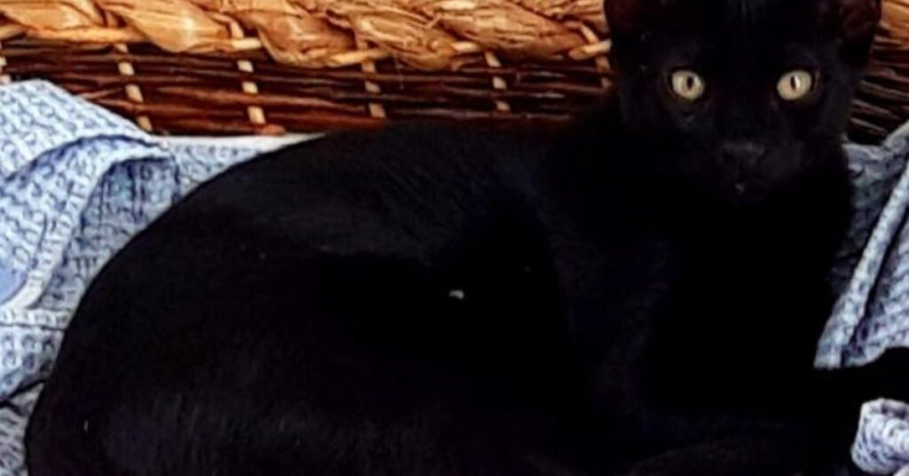 gatto nero che osserva