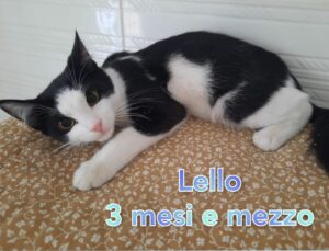 Lello è un cucciolo che somiglia a gatto Silvestro. Qualcuno vuole adottarlo?