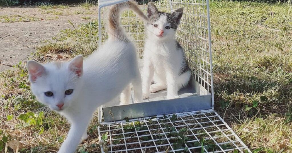 gattini in un prato