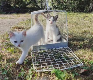 Lui e Lei: gattini inseparabili cerca una famiglia che li adotti entrambi