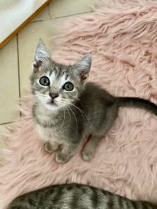 Ophelia, nessuna richiesta di adozione per questa bellissima gattina: aiutiamola