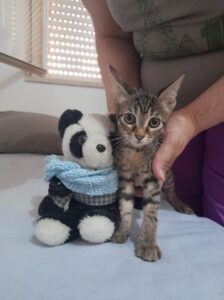 Penelope, la dolce gattina rimasta sola è alla ricerca di una famiglia