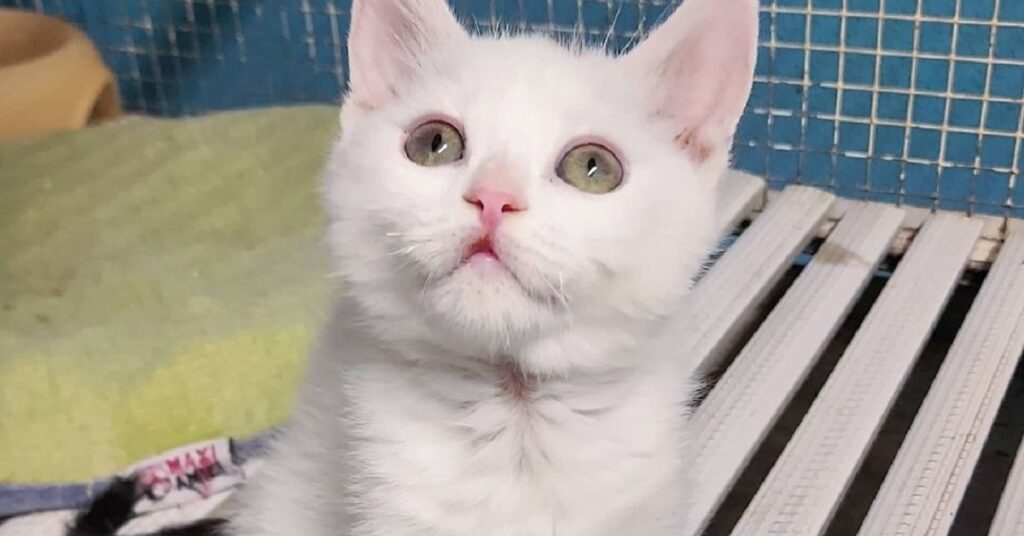 gattino dal pelo bianco