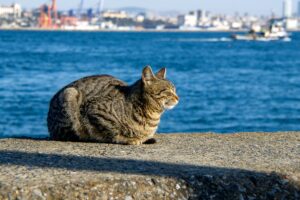 Quanto può stare al sole un gattino?