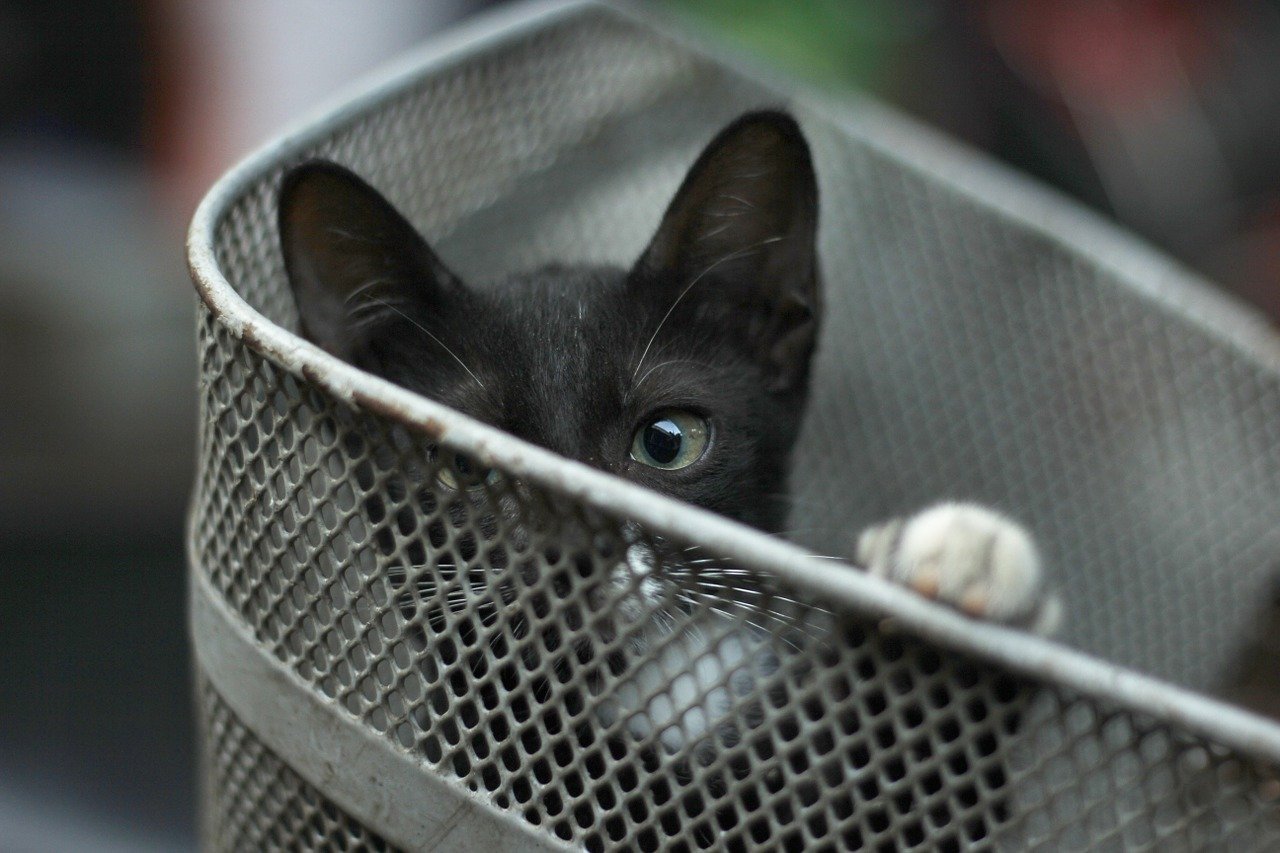 gatto dentro al cestino