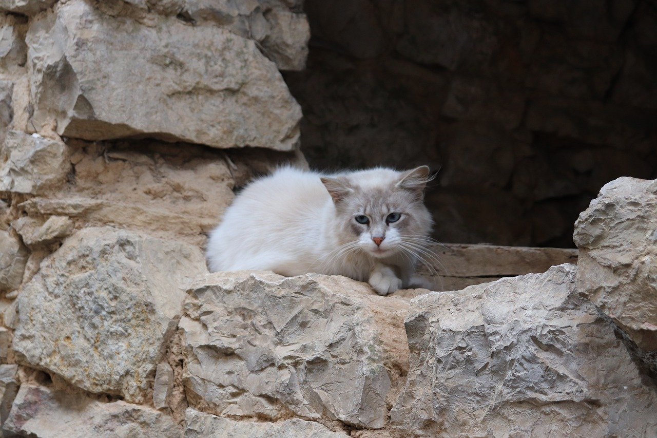 gatto con sguardo preoccupato