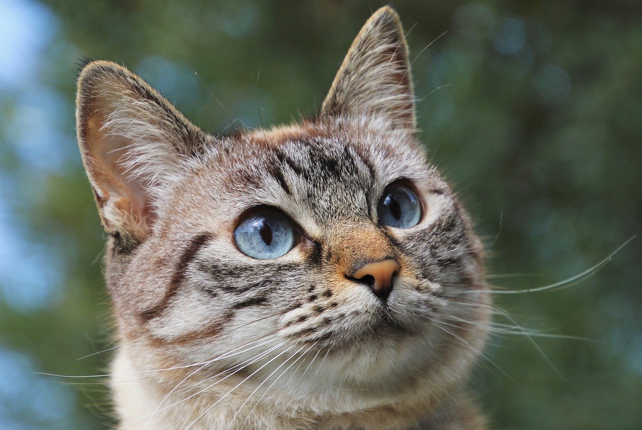 gatto occhi grandi