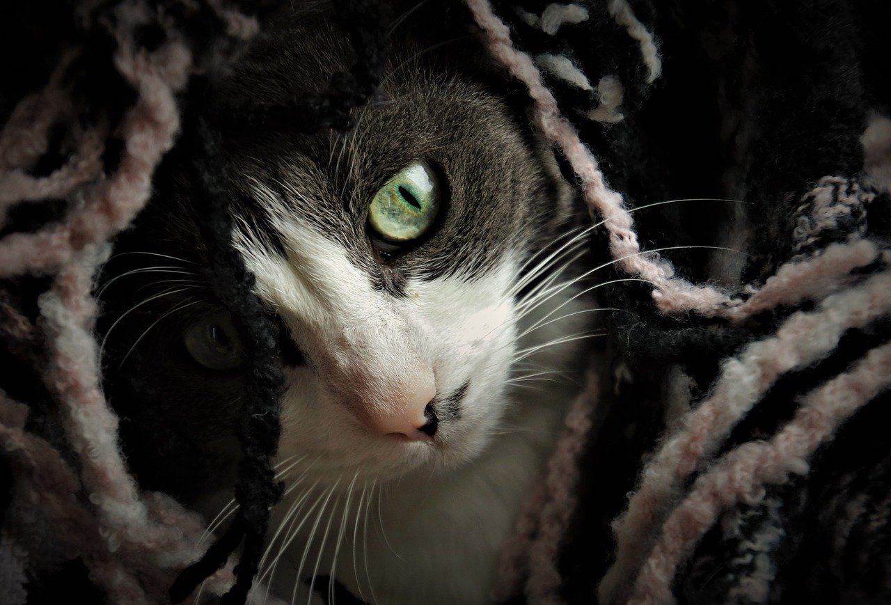 felino con occhi profondi