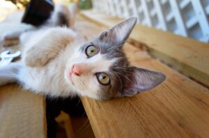 5 accessori per rendere speciale la vita del tuo gatto, i più belli