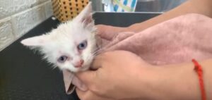 Adorabile gattino fa il bagnetto per la prima volta (VIDEO)