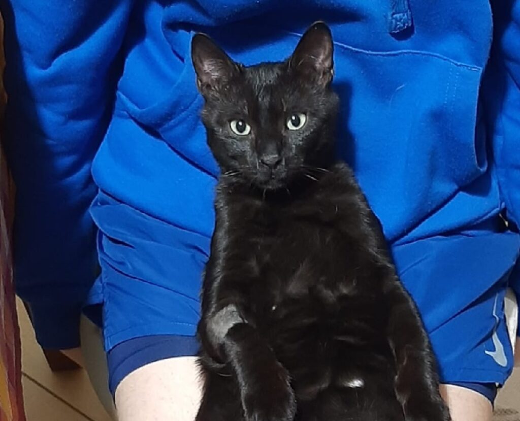 gatto nero seduto su proprietaria
