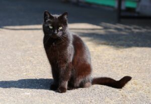 Albareto, gatto in affidamento mentre i genitori sono in vacanza, il piccolo finisce per smarrirsi