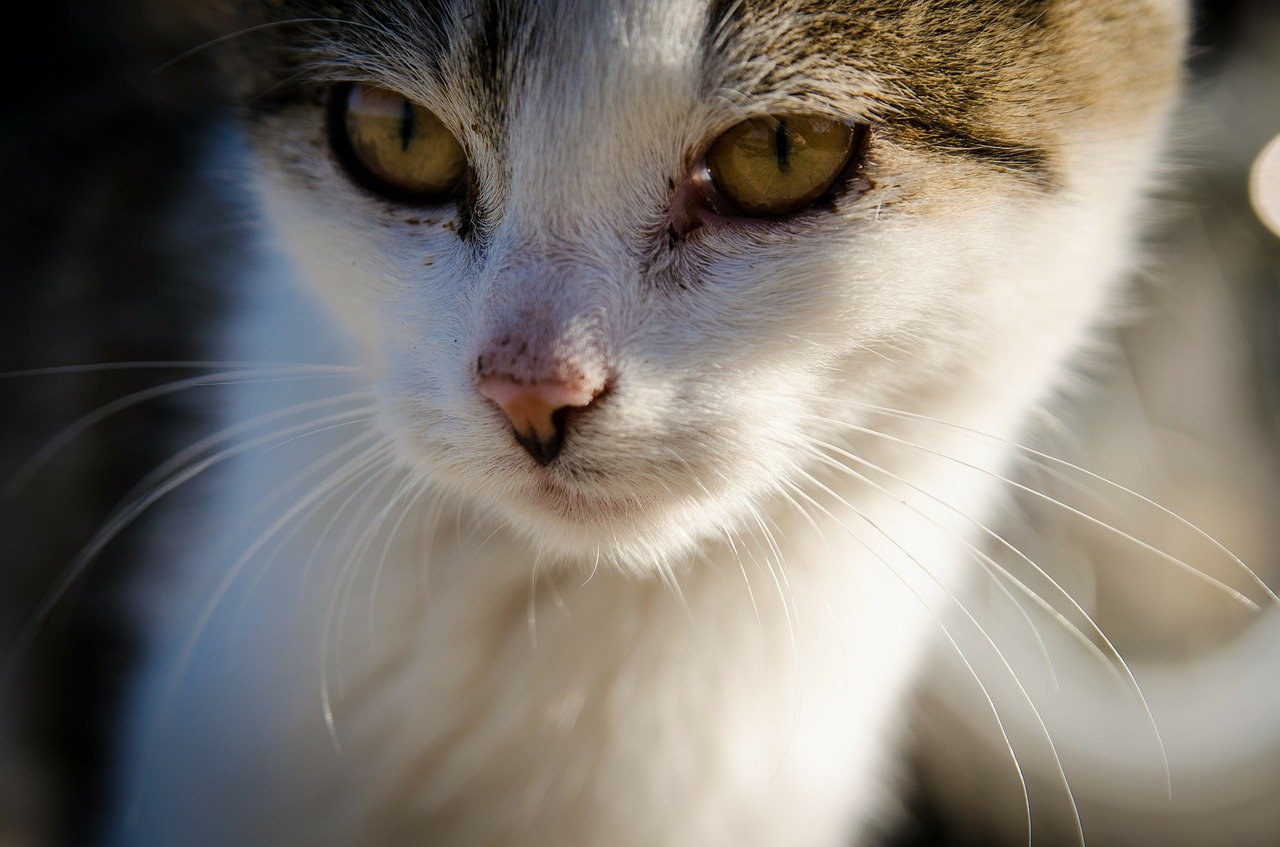 gatto occhi dolci