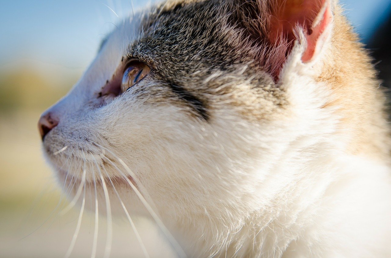 gatto guarda attentamente