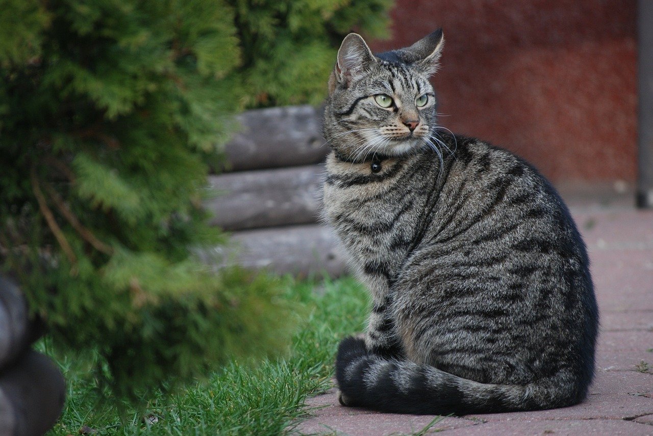 gatto elegante