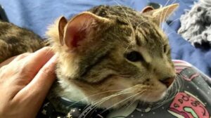 Gattino con quattro orecchie: la storia di Aslan