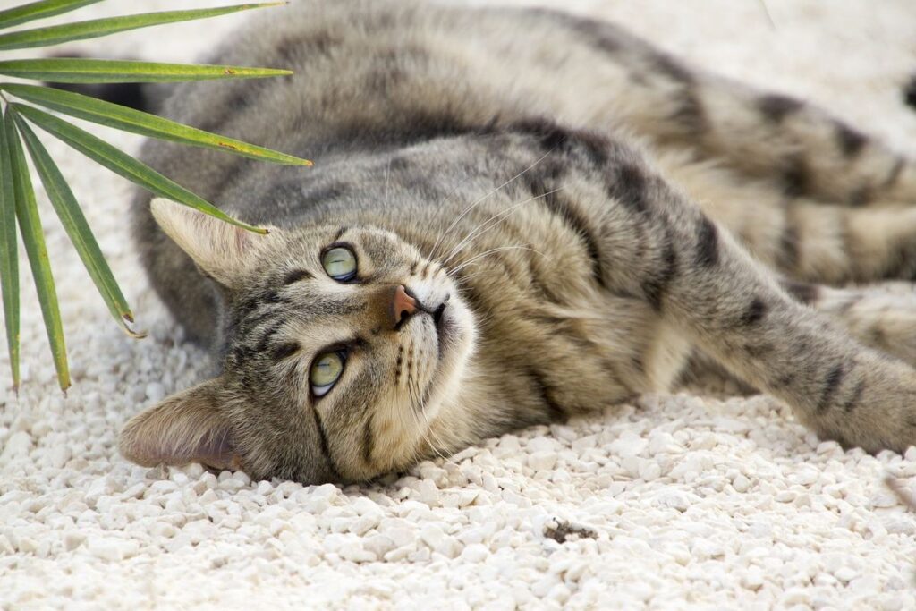 gatto disteso per terra