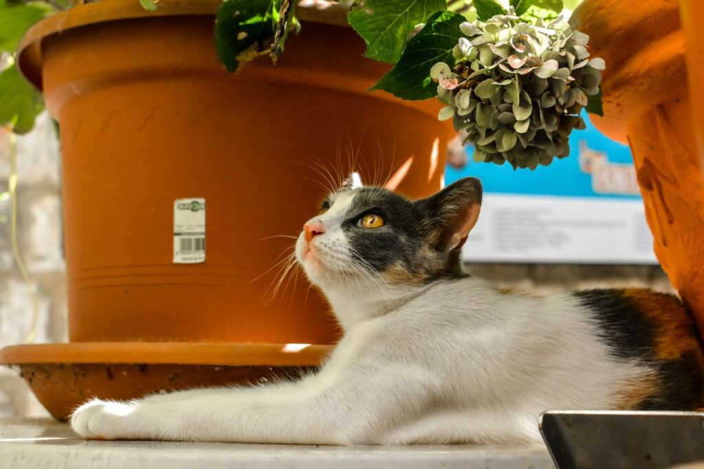 gatto bianco e nero sotto un vaso