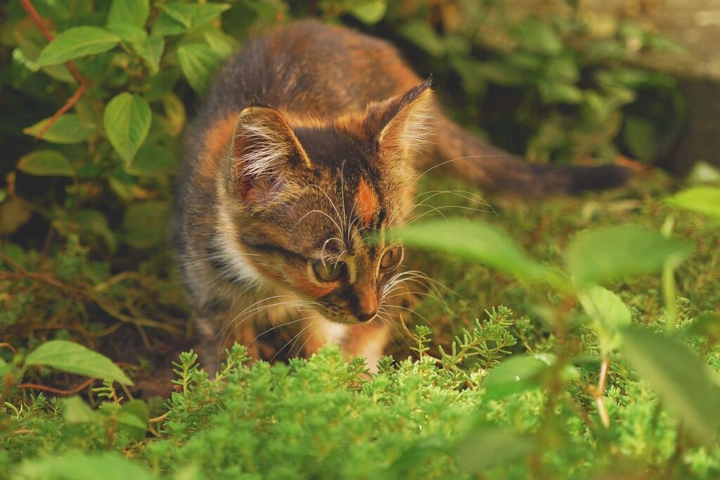 gattino in giardino