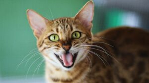 Come avvicinarsi a un gatto che soffia, senza rischi?