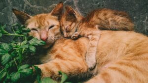 Posso fare il bagno a un gattino appena nato?