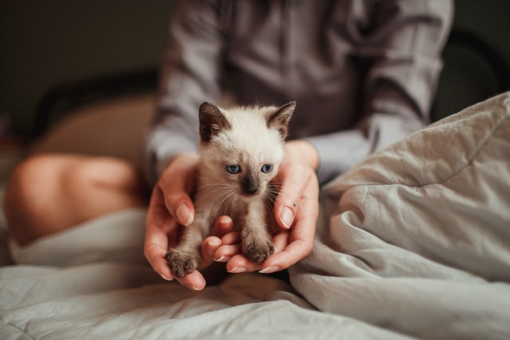 gattino cucciolo