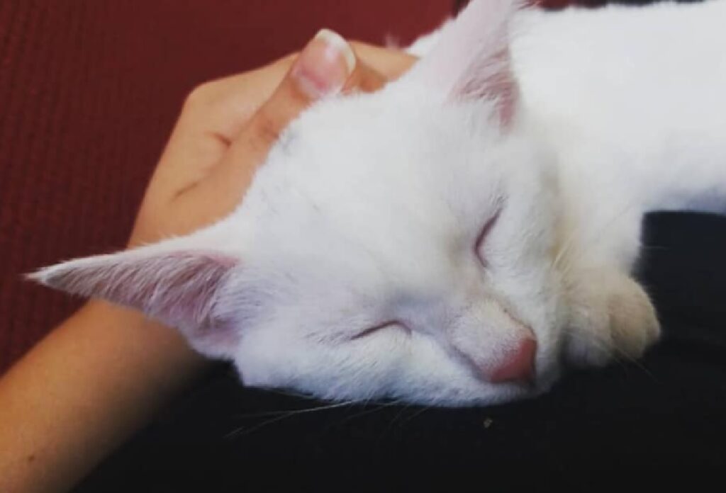 tenny gattina bianca dorme