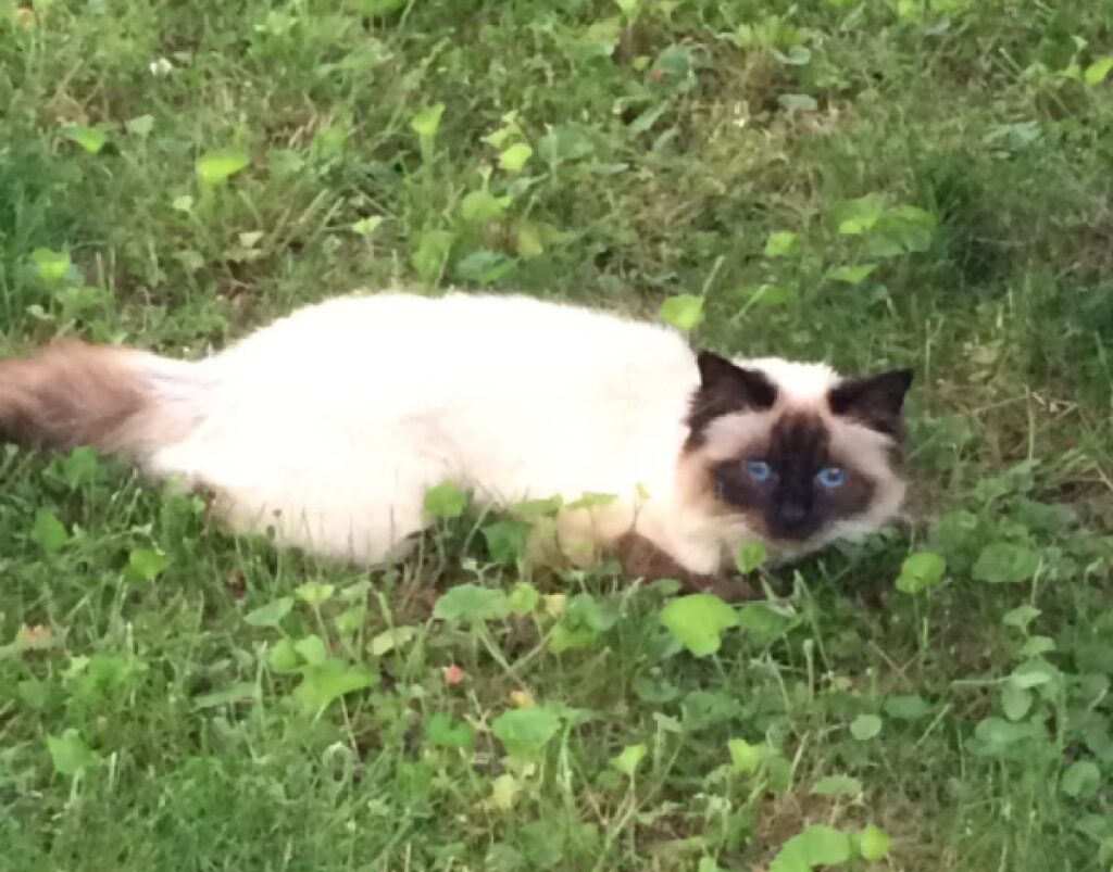 gatto stesa nell'erba alta