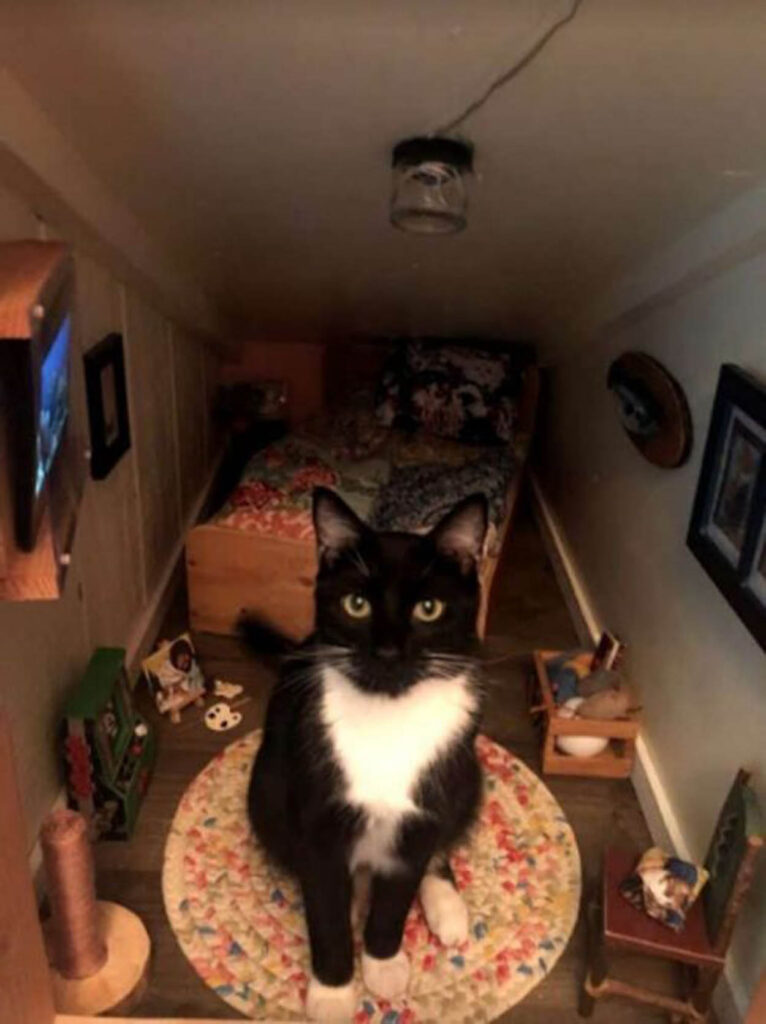 gatto bianco e nero nella sua camera