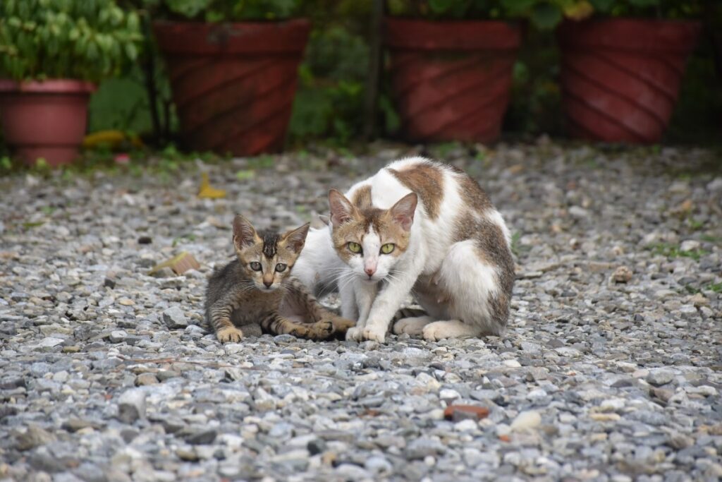 mamma e cucciolo