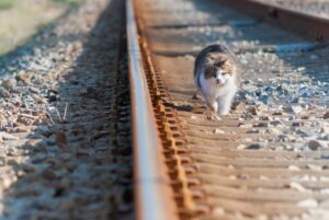 Pescara: il salvataggio di un gattino bloccato sulla barriera antirumore della ferrovia (VIDEO)