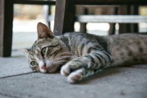 Chemioterapia del gatto: come funziona e cosa sapere